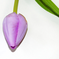 искусственные цветы тюльпан цвета фиолетовый 7